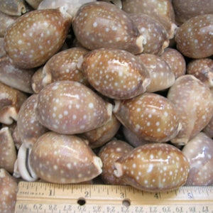 Könnte beinhalten: Nahaufnahme einer Gruppe von braunen und weißen, gefleckten Muscheln. Die Muscheln sind in einem Haufen angeordnet und etwa 2,5 cm lang. Ein Lineal ist am unteren Rand des Bildes sichtbar.