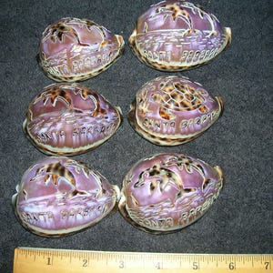 SET of SIX Carved Tiger Cowry shells 3" to 3 1/8" long Cypraea tigris shells seashell cowrie cowries carvings etchings cameo
