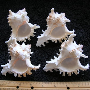 SET of 4 real Branch Murex shells Murex ramosus seashell sea ocean craft crafts 4&quot; long.