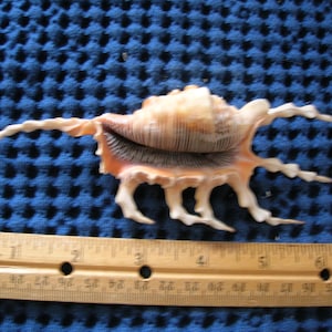 Beautiful Scorpion Conch Shell sea shells ocean Lambis scorpio art craft crafts