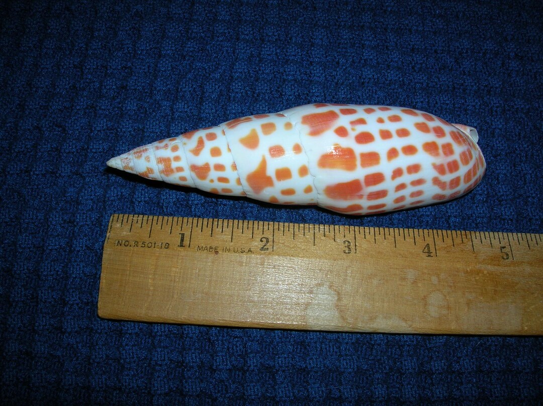 Beautiful Large 5 Inch Miter Shell Seashell Ocean Mitra Mitra Art Craft ...