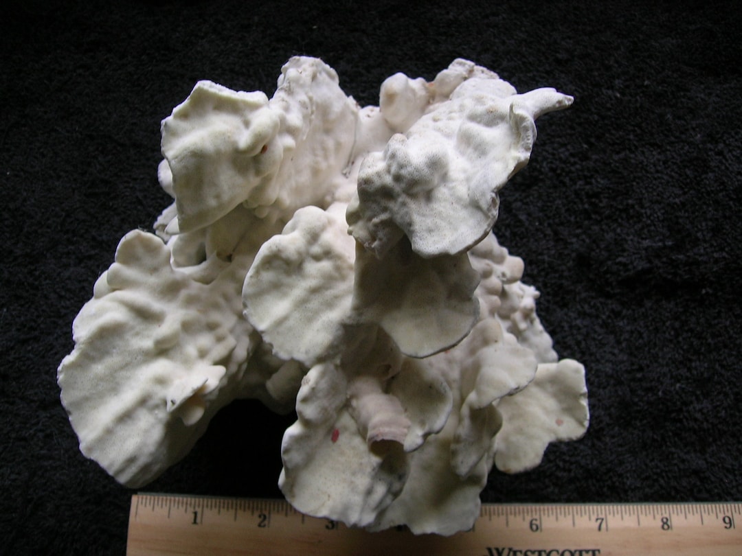 Shell Jaw REAL CORAL SPECIMEN Seashell Shells Urchin Sea Star Fish Taxidermy ...
