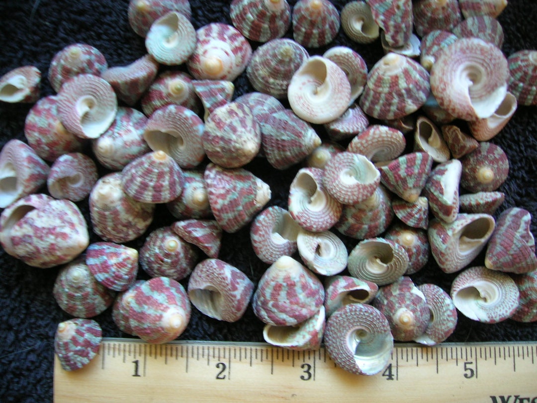 100 REAL TROCHUS SHELLS Bursa - Christmas Trochus Sea Shells Arts ...