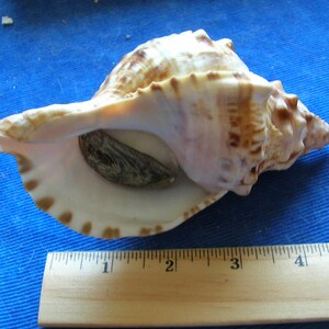 May include: A large, brown and white seashell with a brown operculum. The shell is about 5 inches long and is sitting on a blue surface next to a wooden ruler.