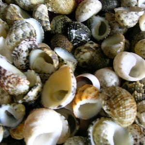 SET of 100 NERITE sea shells Arts Crafts wedding jewelry sea shell scrapbook art craft seashells