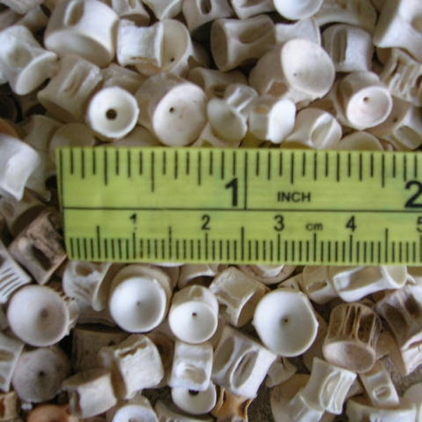 SET OF 100 tiny shark vertebrae with hole/ seashell seashells bead taxidermy art craft crafts beads