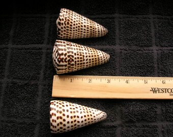 SET of 3 LETTERED CONE shells conus litteratus seashell oddity shell cones conch