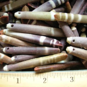 Puede incluir: Primer plano de una colección de espinas de erizo de mar en varios tonos de marrón, beige y blanco, algunas con patrones de rayas. Las espinas son cilíndricas con un agujero en un extremo. Una regla de madera con medidas en pulgadas en la parte inferior.