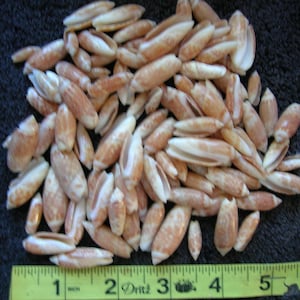 May include: A collection of small, elongated seashells with a mix of tan and white coloration. The shells are clustered together, with a yellow ruler providing a size reference. The shells are approximately 1 to 2 inches in length.