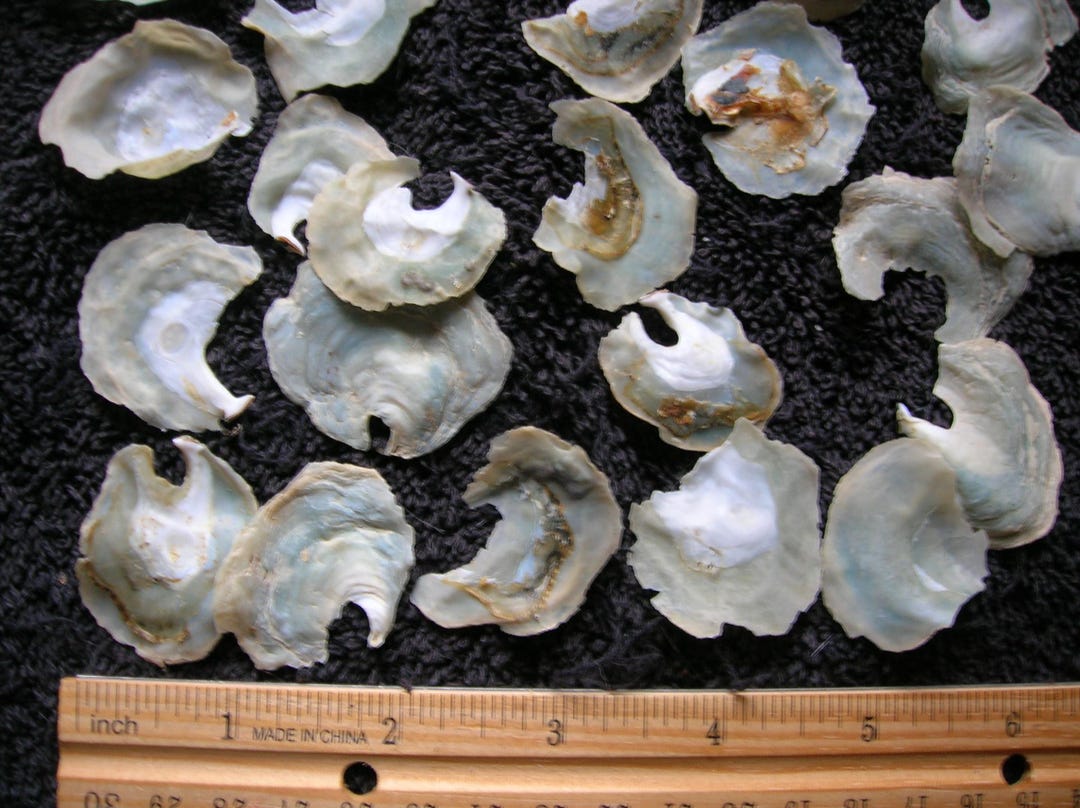 SET OF 30 Real Natural Jingle Shell Sections 1 1/4