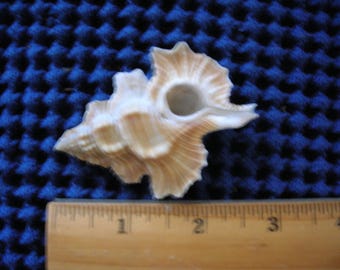 Concha de hoja de arce REAL GRANDE/conchas/concha marina/rareza/caracola/artesanía manualidades decoración del océano