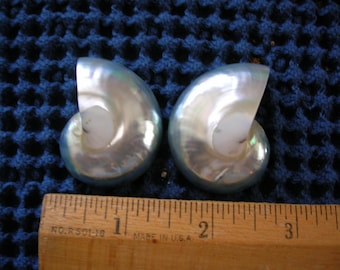 2 REAL Pearlized Chambered Nautilus Centers Seashell Shells Crafts Art ...