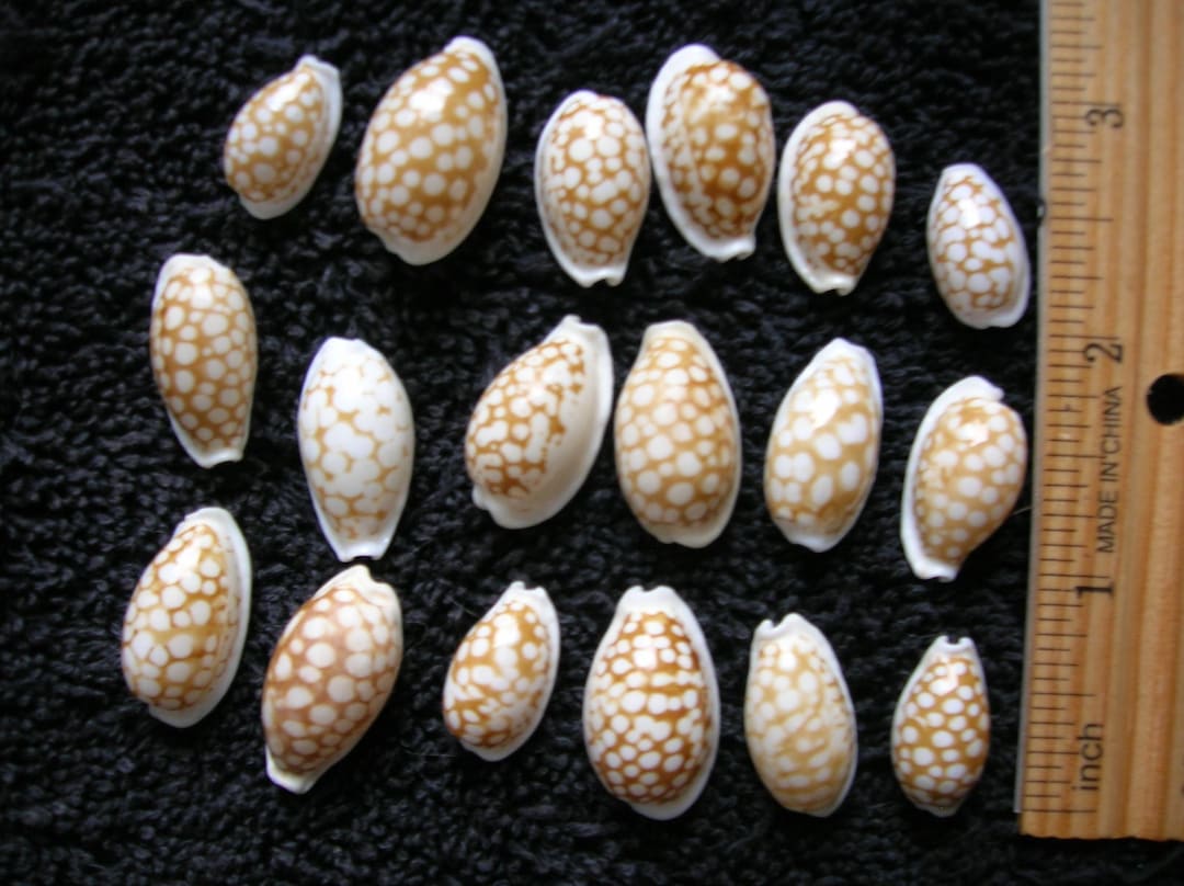Sieving Shells Set of 18 Real SIEVE COWRY SHELLS Cypraea Cribraria Cowries Arts Crafts ...