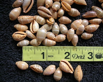 Peut inclure: Gros plan sur une collection de petites coquillages blancs et bruns, avec un ruban à mesurer jaune indiquant 1 pouce, 2 pouces et 3 pouces. Les coquillages sont disposés de manière aléatoire.