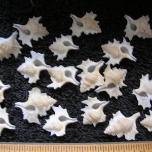 May include: A collection of small, cream-colored seashells with spiky edges and a unique shape. The shells are scattered on a dark surface, with a wooden ruler at the bottom. These decorative shells are ideal for crafts or coastal decor.