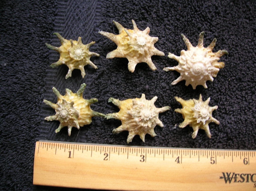 SET OF 6 Large Astrea Star Shells Seashells 1 1/2
