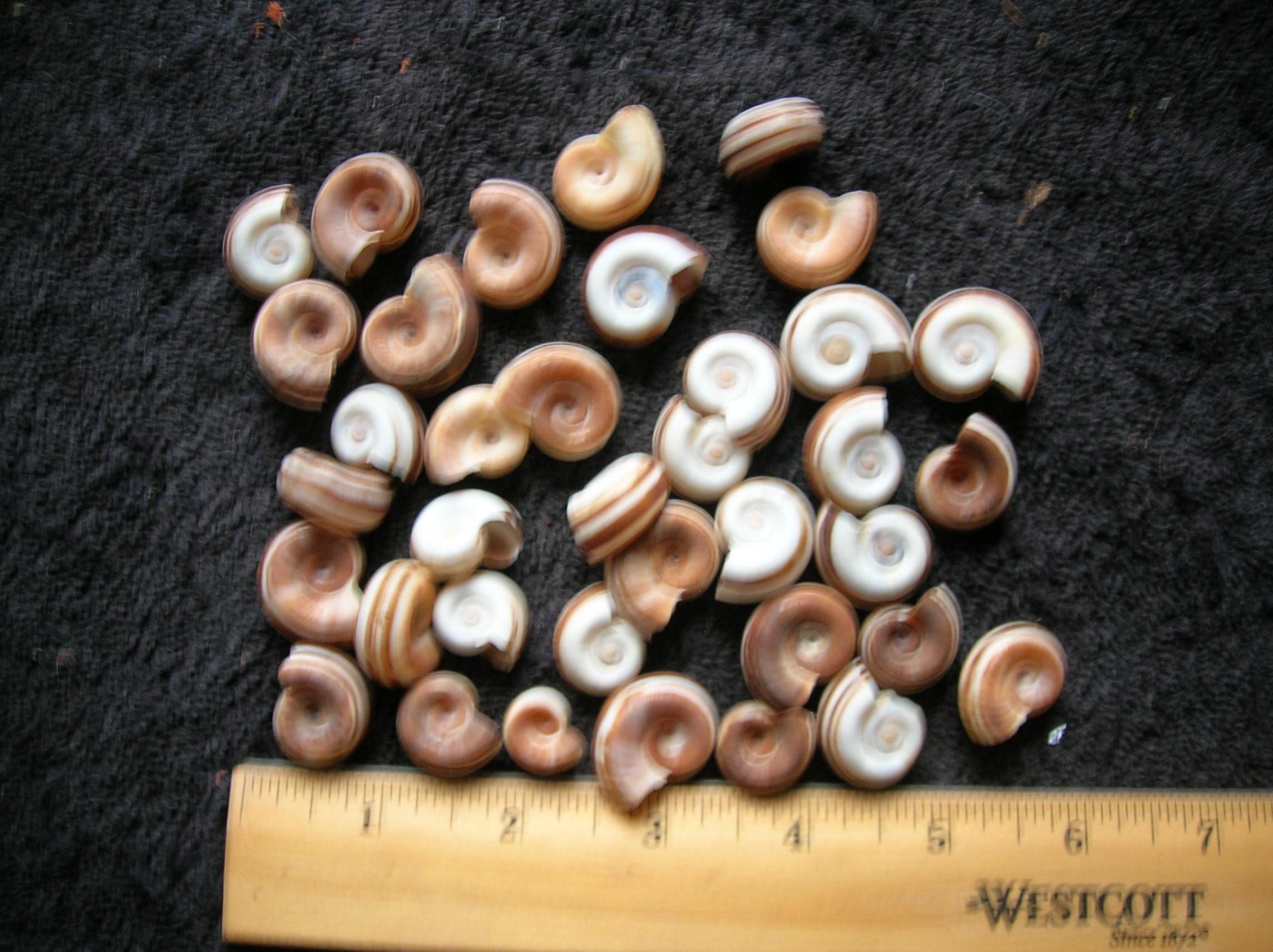 25 Assorted REAL Ram's Horn Shells. Arts Crafts Wedding Jewelry ...