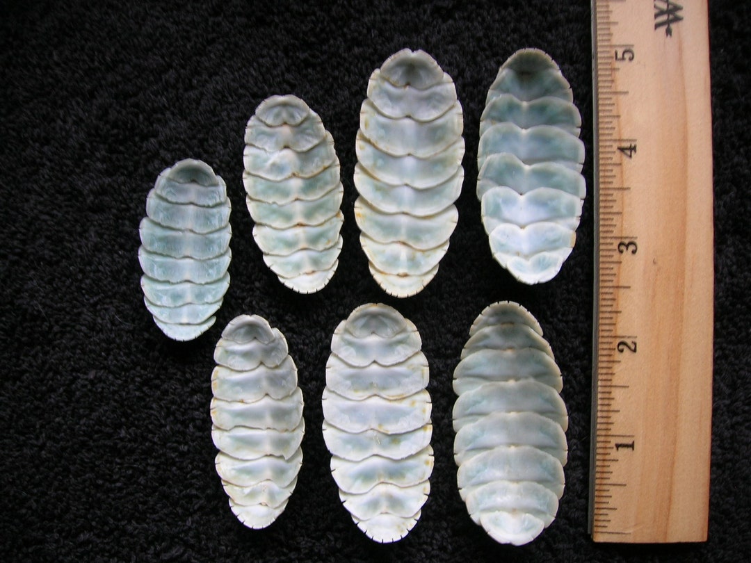 REAL CHITON SHELLS Set of 7 Sea Shell Chitons - Etsy