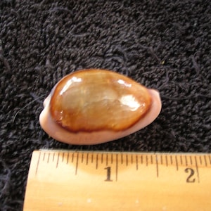 Könnte beinhalten: Eine glatte, oval geformte Kaurischnecke mit einem glänzenden, dunkelbraunen Zentrum und einem hellbeigen Außenrand. Die Schnecke liegt über einem Holzlineal und zeigt eine Länge von etwa 3,8 Zentimetern von Ende zu Ende.
