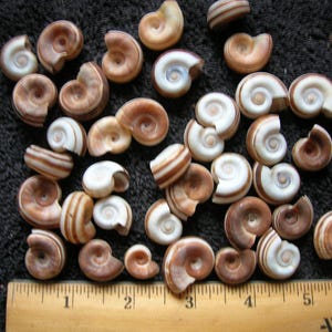 Pode incluir: Uma coleção de pequenas conchas em espiral, em tons de castanho e branco. As conchas estão dispostas sobre uma superfície escura e texturizada. Uma régua de madeira, com medidas em centímetros, está na parte inferior.