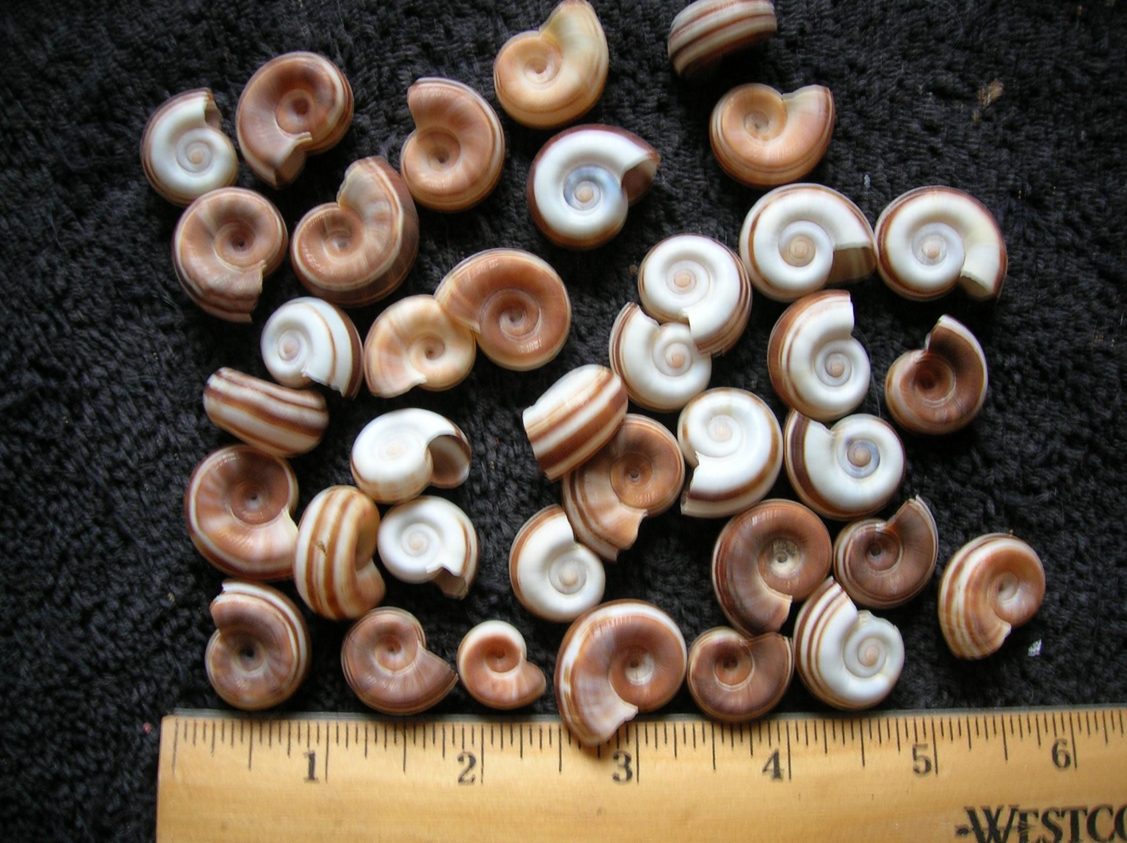 25 Assorted REAL Ram's Horn Shells. Arts Crafts Wedding Jewelry ...