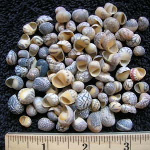 May include: A collection of small, white, gray, and brown seashells with black markings. The shells are arranged in a pile on a black surface. A ruler is visible at the bottom of the image.