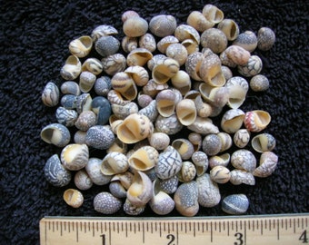 貝殻　タカラガイ 彫刻された貝殻、タカラガイ、磁器、珍品陳列棚、紫色の貝殻、小さな