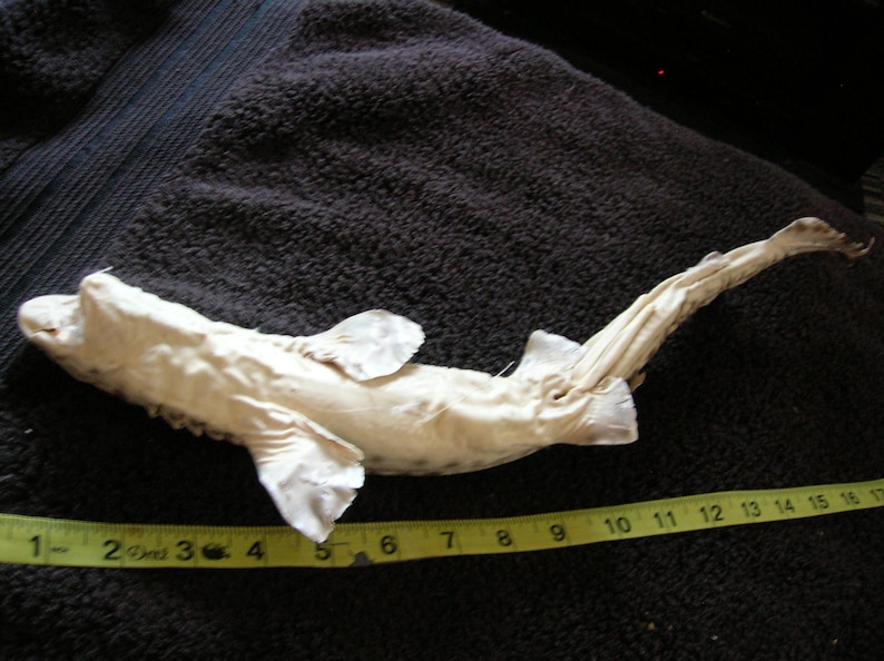 REAL Stuffed Coral Cat Shark- Jaws Taxidermy Fish Mount Skull Skeleton ...