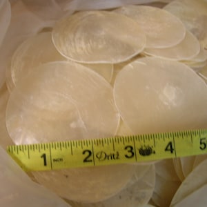 May include: A collection of iridescent, oval-shaped, cream-colored shell pieces. A yellow measuring tape shows the shells are approximately 2 to 5 inches in diameter. The shells are inside a clear plastic bag.