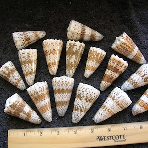 16 assorted Imperial Cone SEASHELLS Arts Crafts jewelry seashells shell conus art craft cones shells