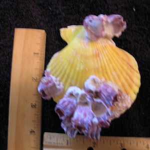 May include: A yellow scallop shell decorated with clusters of small, purple-tipped barnacles. A wooden ruler is positioned along the left side and bottom, showing the shell measures approximately 3.5 inches in height and 3.5 inches in width.