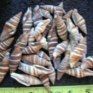 Micropolitan Shells 100 REAL MITER SHELLS -ocean Sea Shells Arts Crafts Wedding Jewelry ...
