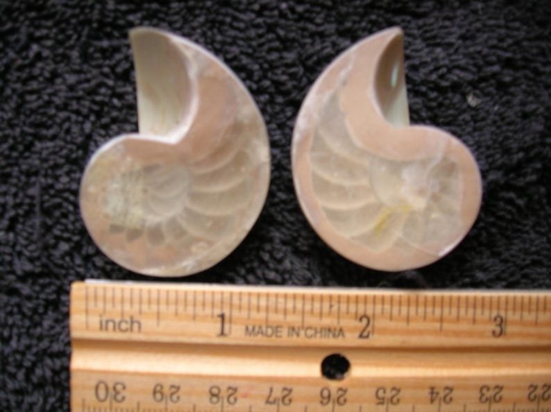 Shell On Ruler 2 REAL Pearlized Chambered Nautilus Centers Seashell Shells Crafts Art ...