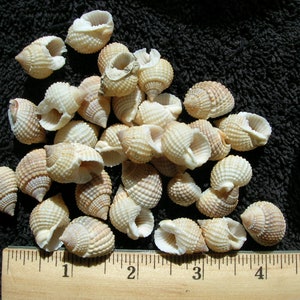 May include: A collection of approximately 30 small, white seashells with a brown and white pattern. The shells are arranged on a black surface with a wooden ruler measuring 5 inches.