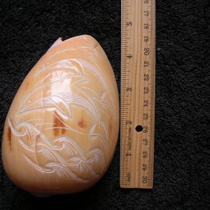 Puede incluir: Una concha tallada con un diseño marrón claro y blanco. La concha mide aproximadamente 13 cm de largo, con patrones grabados de plantas y olas estilizadas. Una regla de madera está al lado de la concha.