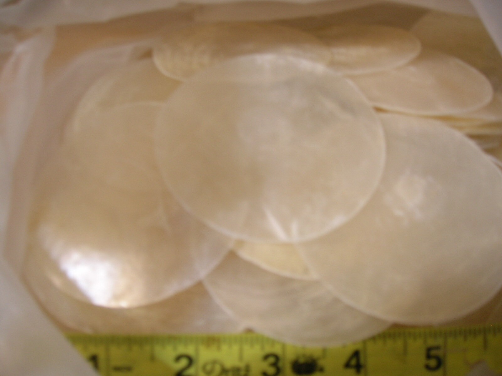 Capri Shells SET of 20 Real CAPIZ Shells Seashell Sea Ocean Craft Crafts 3