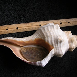 INCREDIBILI conchiglie di conchiglia di cavallo con opercolo conchiglie oceaniche lunghe 11 1/2" Florida