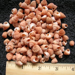 100 real SEA SHELLS Arts Crafts wedding jewelry seashell scrapbook art craft