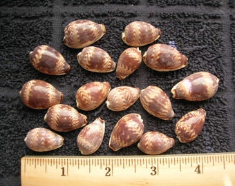 set of 17 dawn daybreak cowry (Cypraea diluculum) SEA SHELLS cowries Arts Crafts wedding jewelry seashell scrapbook art craft cowries cowrie