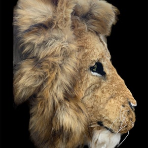 Lovely handmade Lion Head give any room the WOW factor he is all hand made 2ft x 2ft Faux Taxidermy very unique