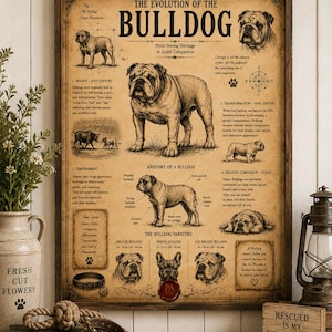 May include: A rectangular framed poster titled The Evolution of the Bulldog, featuring vintage-style illustrations of bulldogs, anatomical diagrams, and historical text on a tan background. The print includes detailed sketches and breed information.