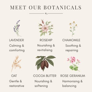 K&ouml;nnte beinhalten: Eine informative Grafik mit dem Titel MEET OUR BOTANICALS, die sechs Illustrationen zeigt: Lavendel, Hagebutte, Kamille, Hafer, Kakaobutter und Rosengeranie. Jede Pflanze ist mit ihrem Namen und zwei beschreibenden Adjektiven in Schwarz versehen.