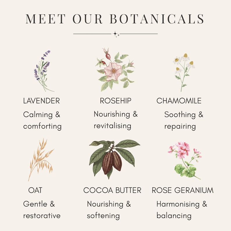 K&ouml;nnte beinhalten: Eine informative Grafik mit dem Titel MEET OUR BOTANICALS, die sechs Illustrationen zeigt: Lavendel, Hagebutte, Kamille, Hafer, Kakaobutter und Rosengeranie. Jede Pflanze ist mit ihrem Namen und zwei beschreibenden Adjektiven in Schwarz versehen.