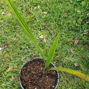 Organic Medjool Date Palm