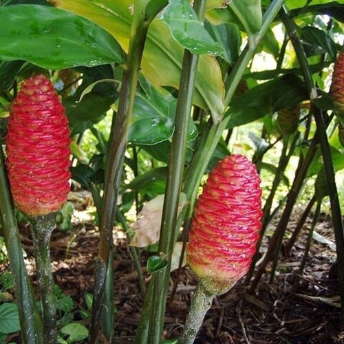 SHAMPOO GINGER PLANT Awapuhi Zingiber Zerumbet 1 Plant Ready Etsy