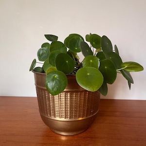 May include: A Chinese money plant (Pilea peperomioides) in a bronze-coloured pot. The plant features round, green leaves and sits on a wooden surface. The pot has a textured, woven pattern. The pot is bronze in colour.