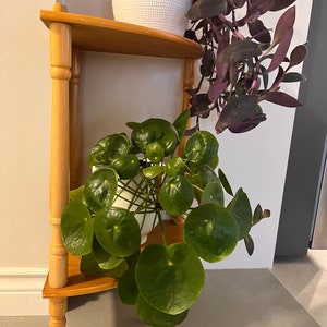 May include: A wooden corner shelf with two tiers, holding two potted plants. The top shelf has a white pot with a purple trailing plant. The bottom shelf has a white pot with a green plant with large, round leaves.