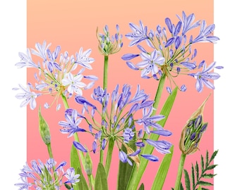 Watercolour Blue Agapanthus Art Print A5 / A4 / A3 | Wall Art | Illustration | Flowers | Garden | African Lily