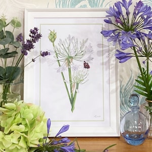 Watercolour White Agapanthus Art Print A5, A4 or A3 | Wall Art | Illustration | Flowers | Garden | African Lily