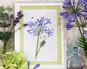 Aquarelle Bleu Agapanthe Art Print | A5/A4/A3 | Art mural | Illustration | Fleurs | Jardin | Lys africain